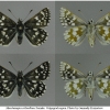 musch cribrellum female volg12